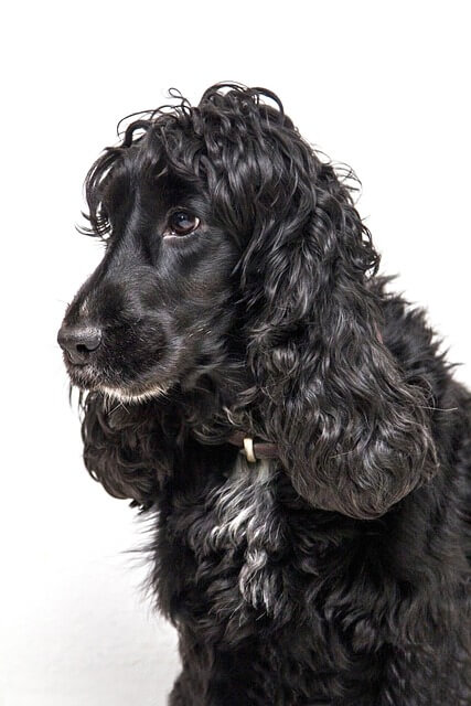 Stock photo of a Cocker Spaniel