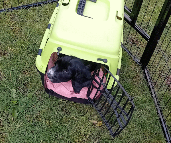 Hodi peeking out of the carrier