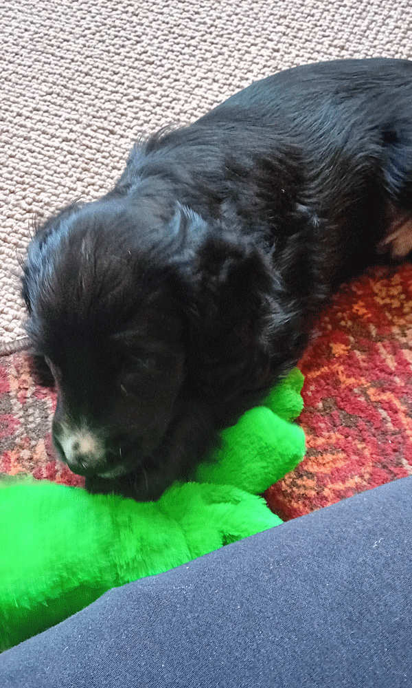 Hodi playing with his crocodile